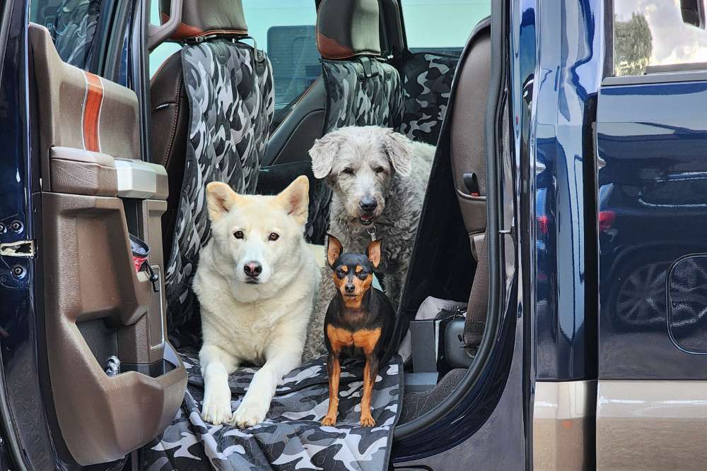 Back Seat Dog Covers for Trucks: Keep Your Ride Clean