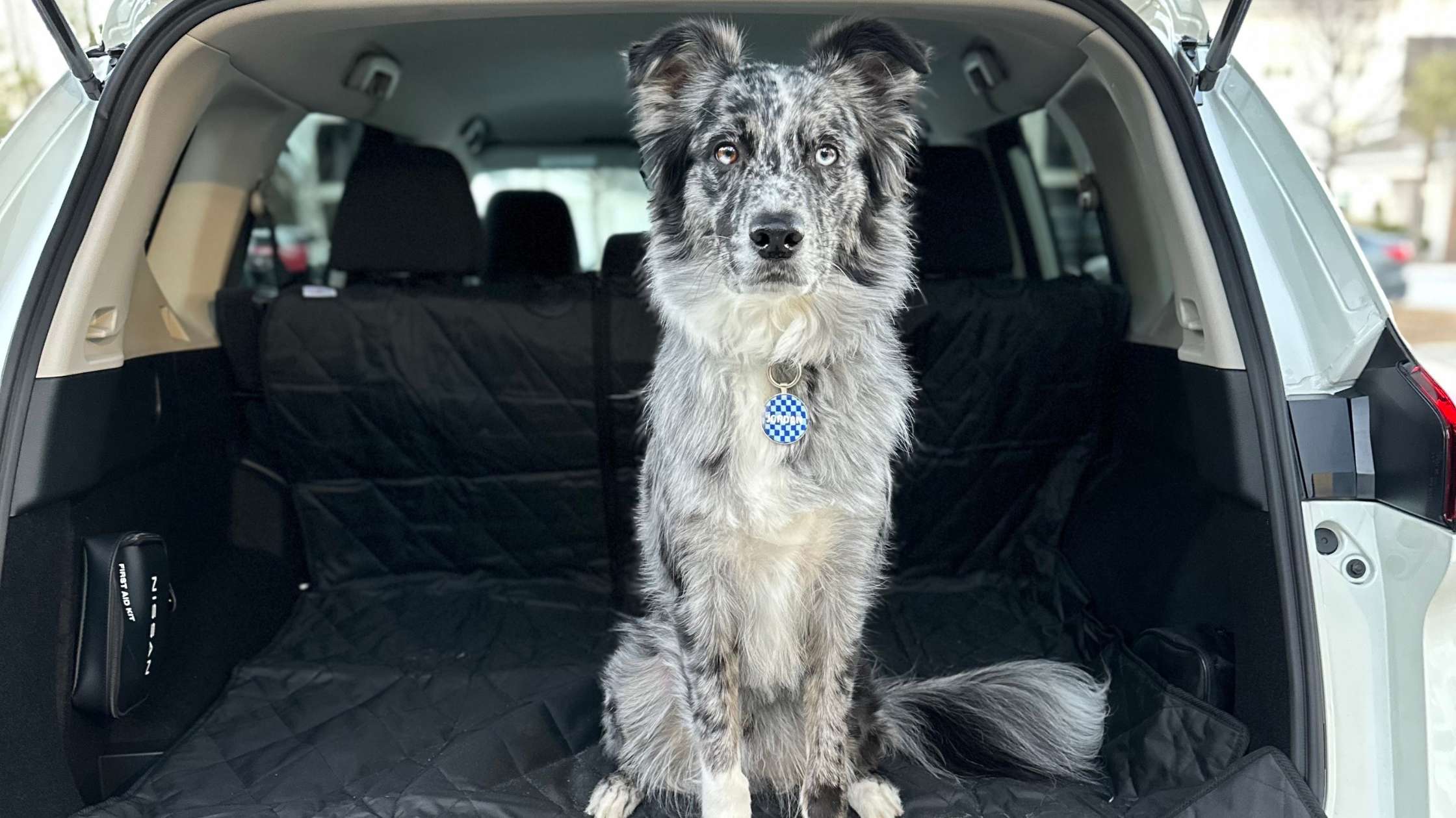 Protect Your Car Interior: Best Dog Backseat Covers 2025