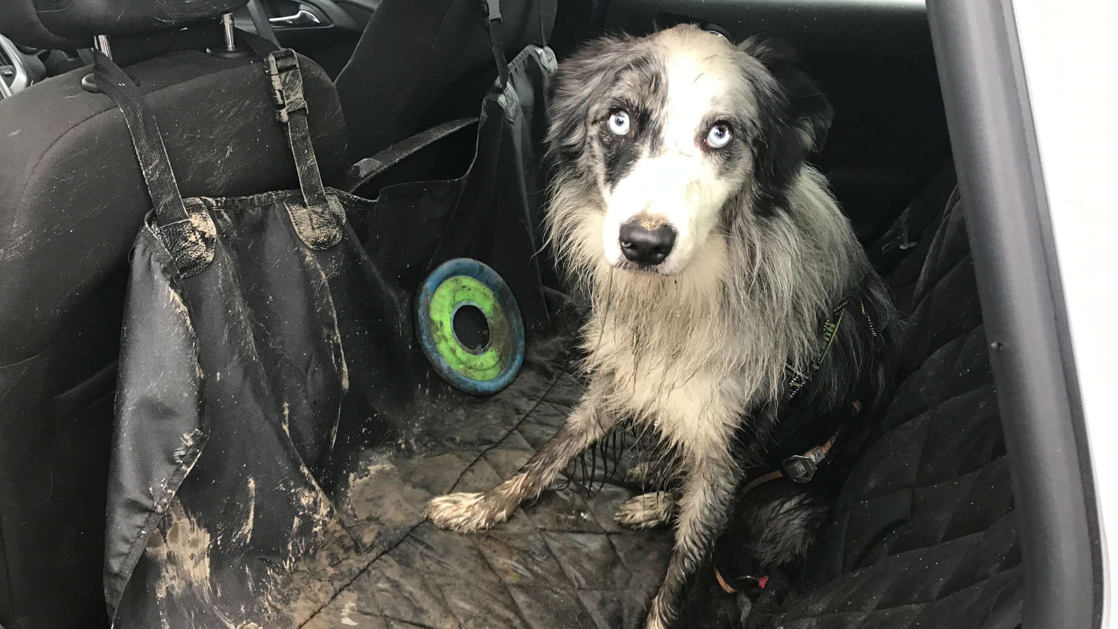 Top Features of Car Dog Seat Protectors for Safe, Clean Travel