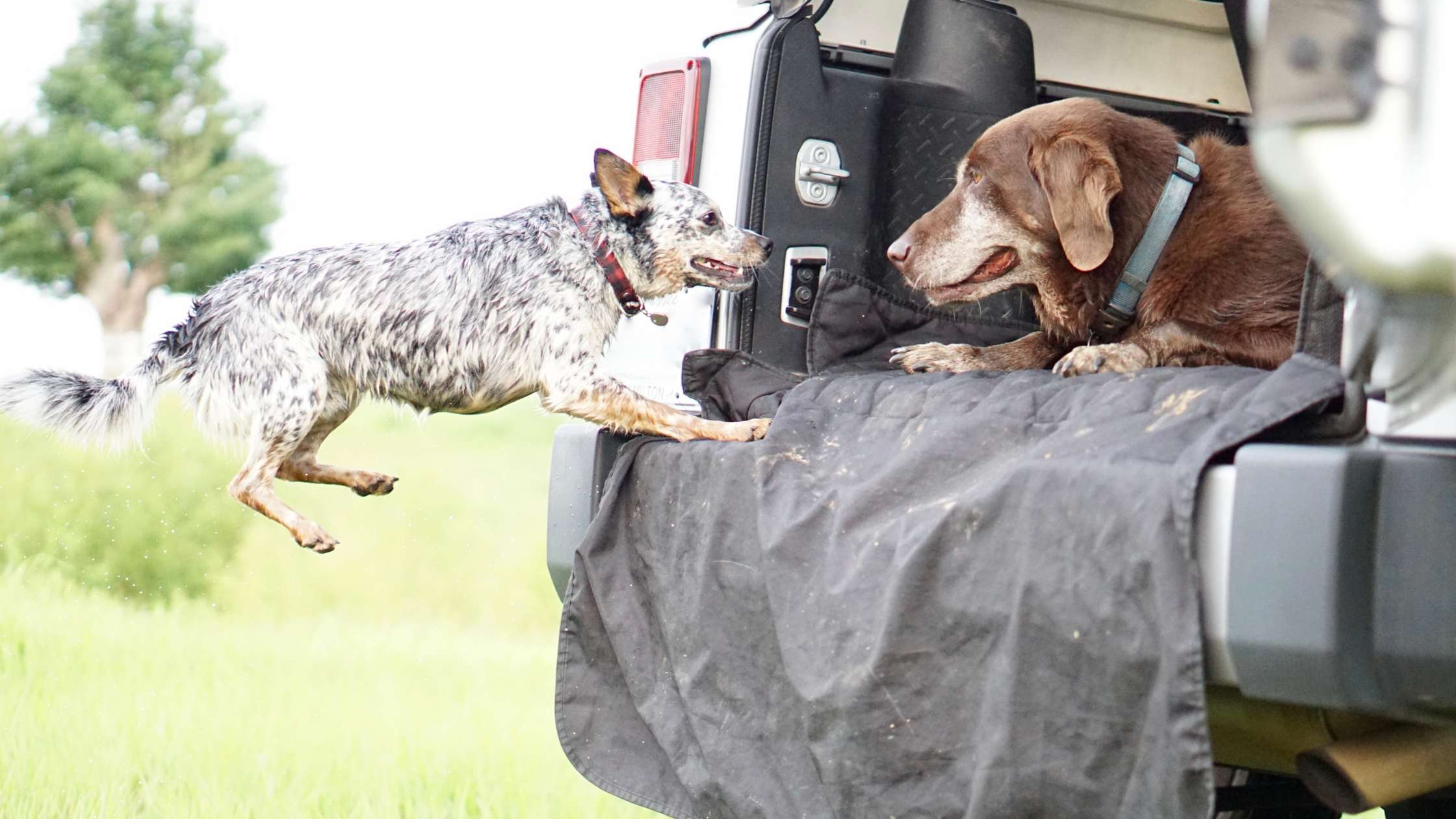 Protect Your SUV with Top-Quality Dog Cargo Liners for Stress-Free Travel