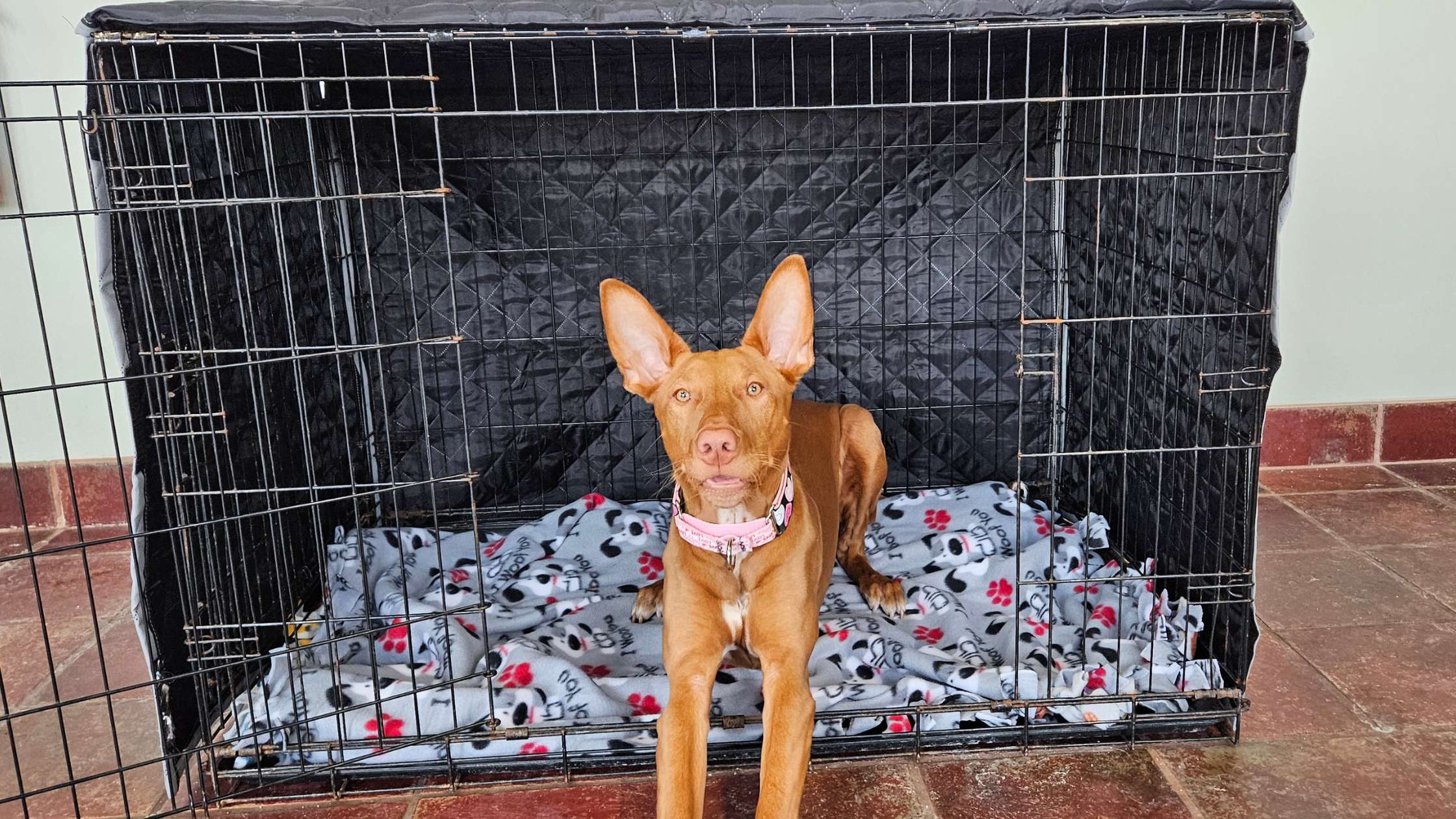 Enhance Your Dog's Crate Comfort: Why Quality Crate Covers Are Essential