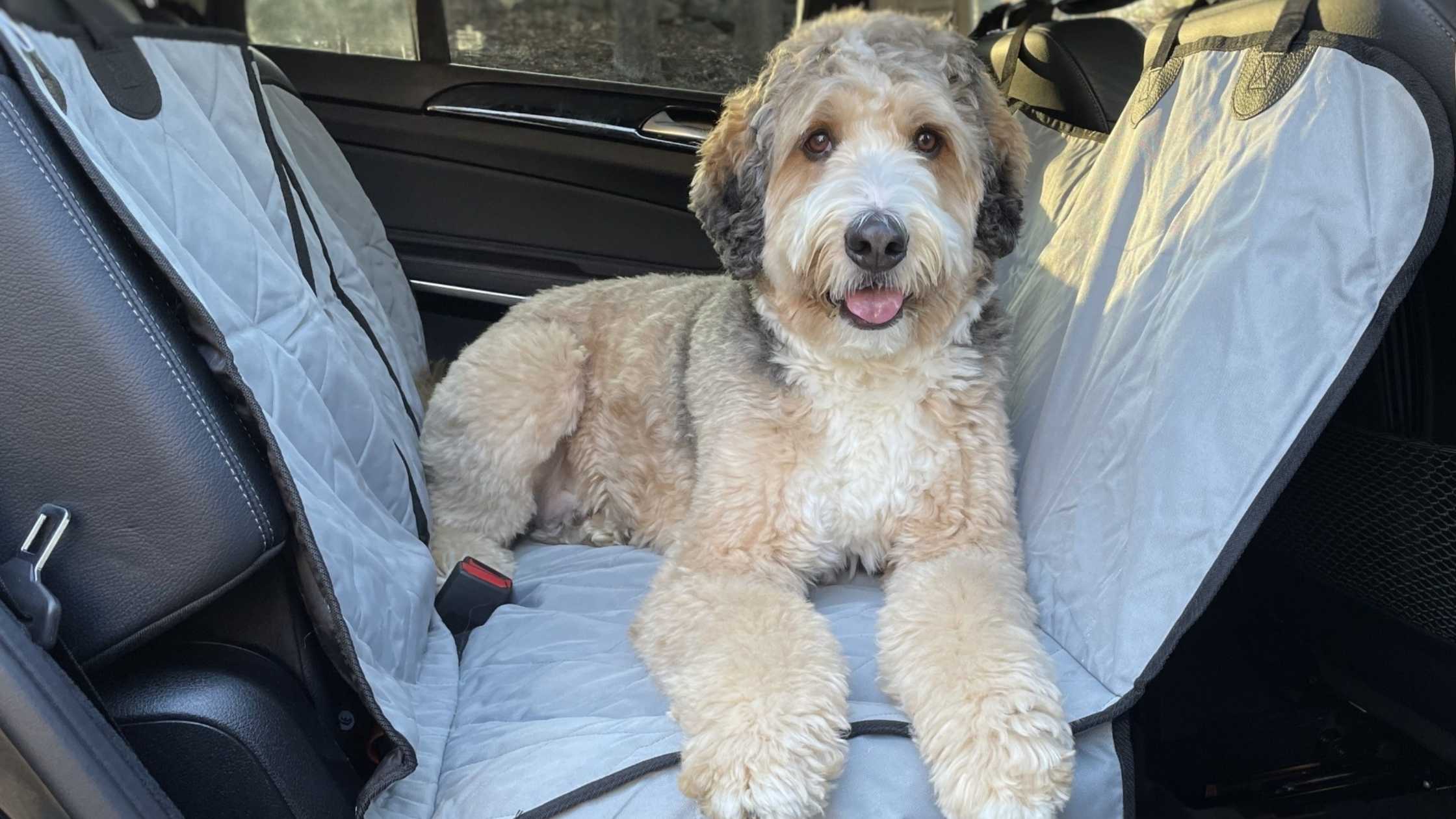 Best Dog Car Seat Cover for 60/40 Split: Compare & Choose Wisely