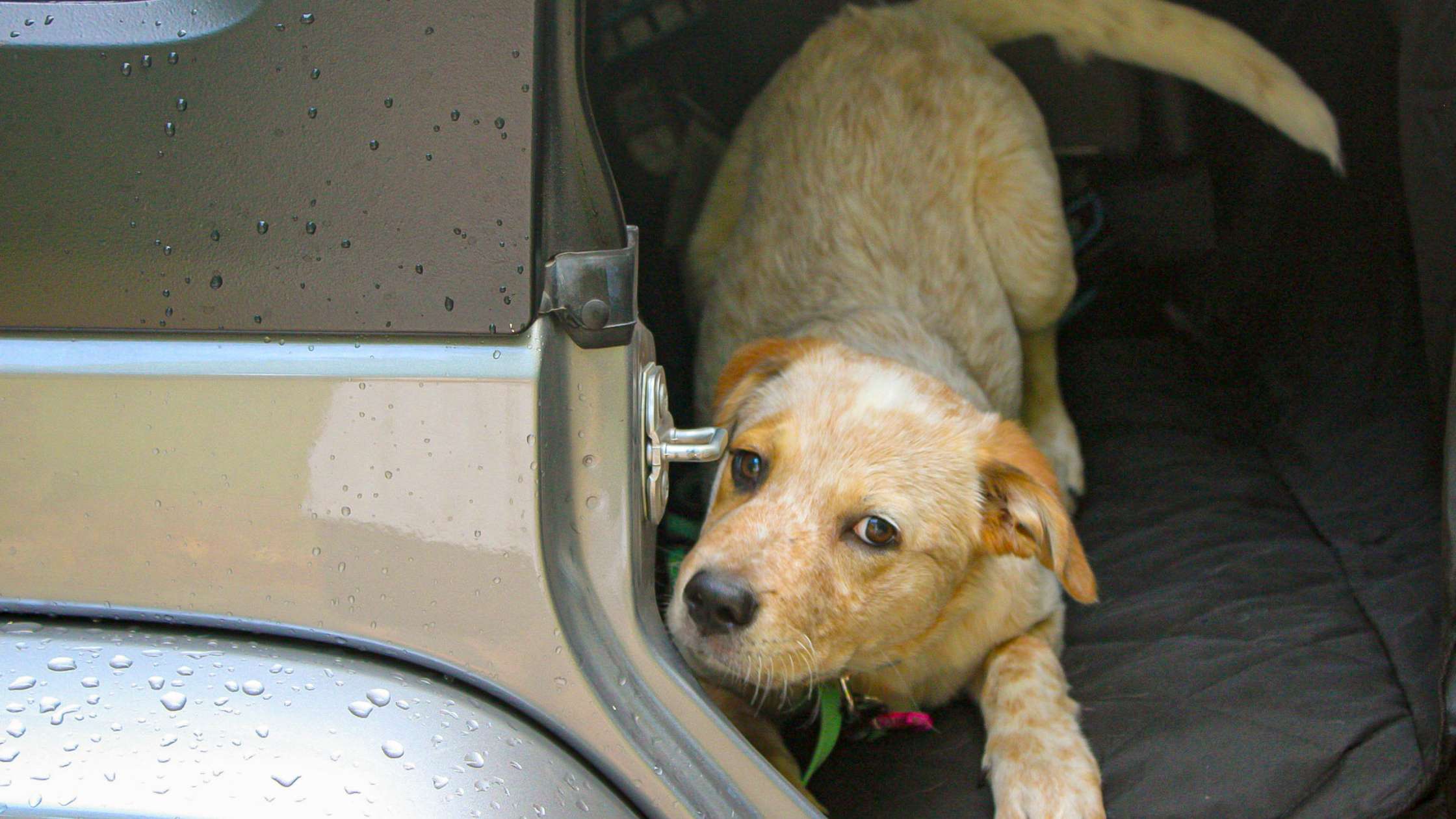 Optimal Dog Car Seat Covers: Protection & Comfort Materials Guide