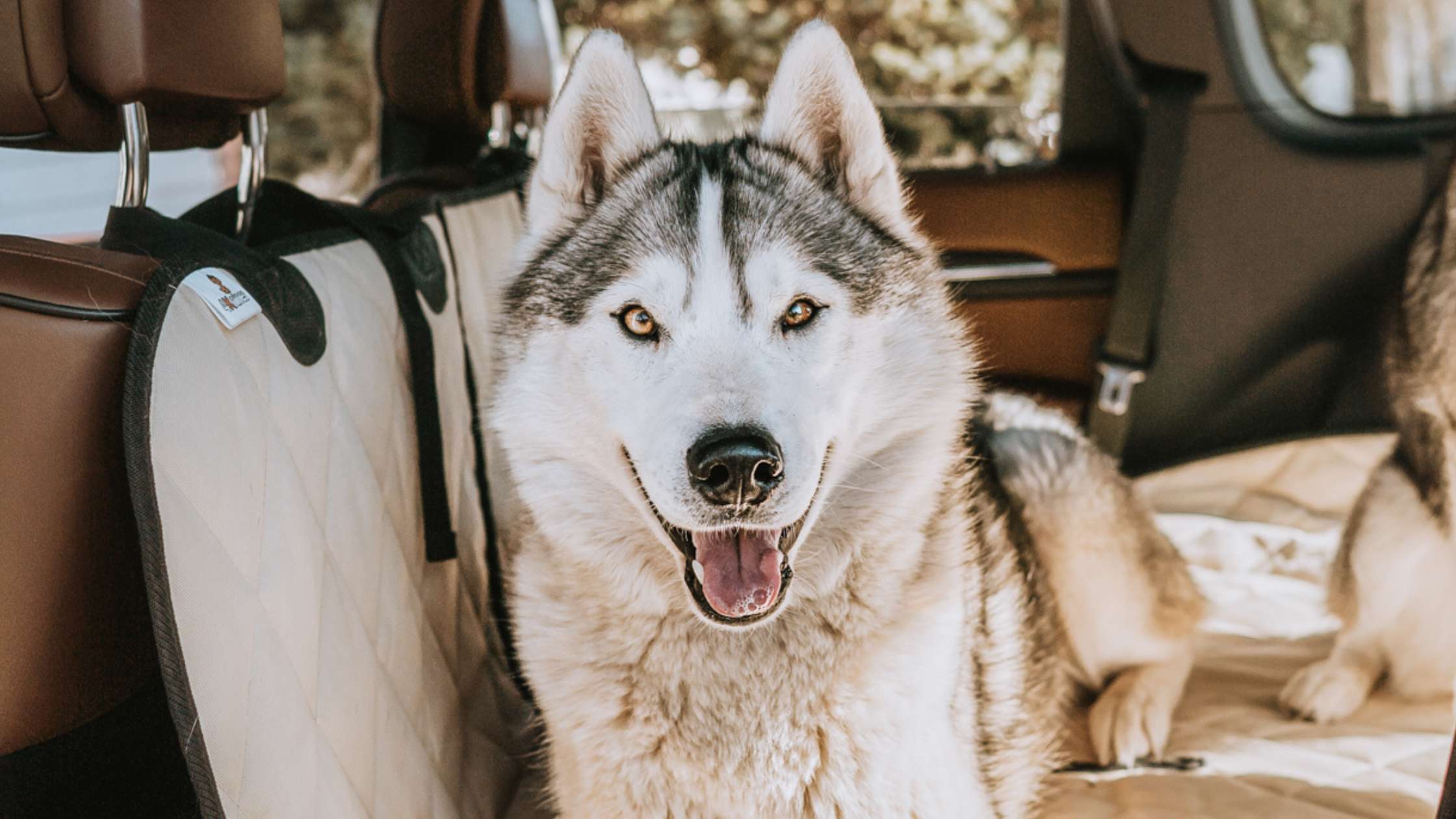 Ultimate Guide to Dog Seat Protectors: Keep Your Car Clean and Pet Happy