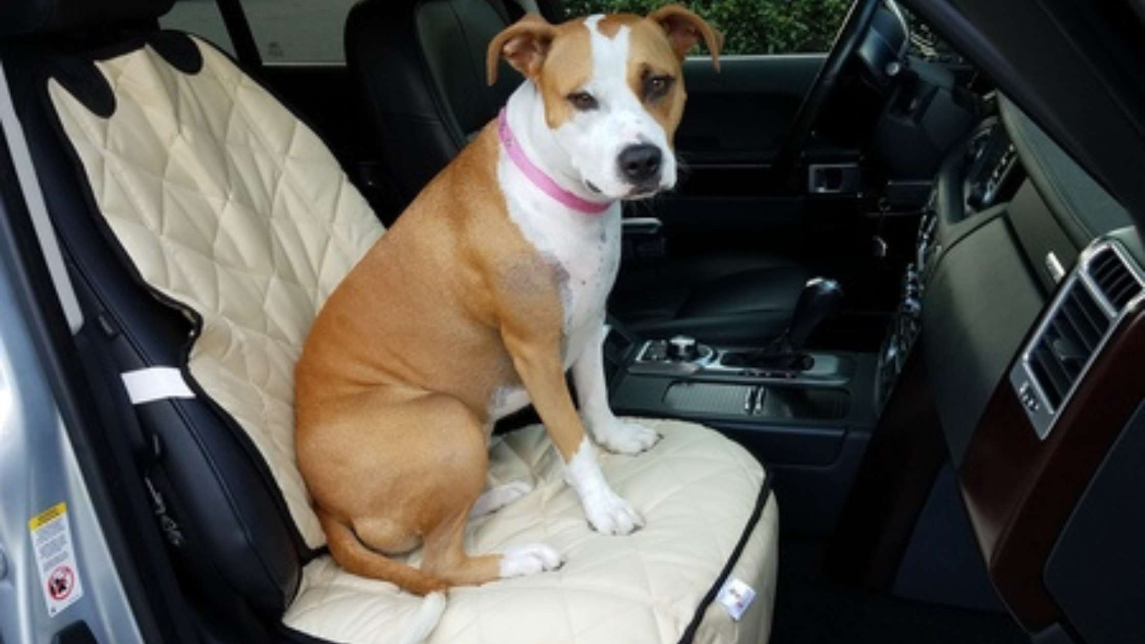 How to Protect Car Seats from Dogs: Ultimate Guide for Pet Owners