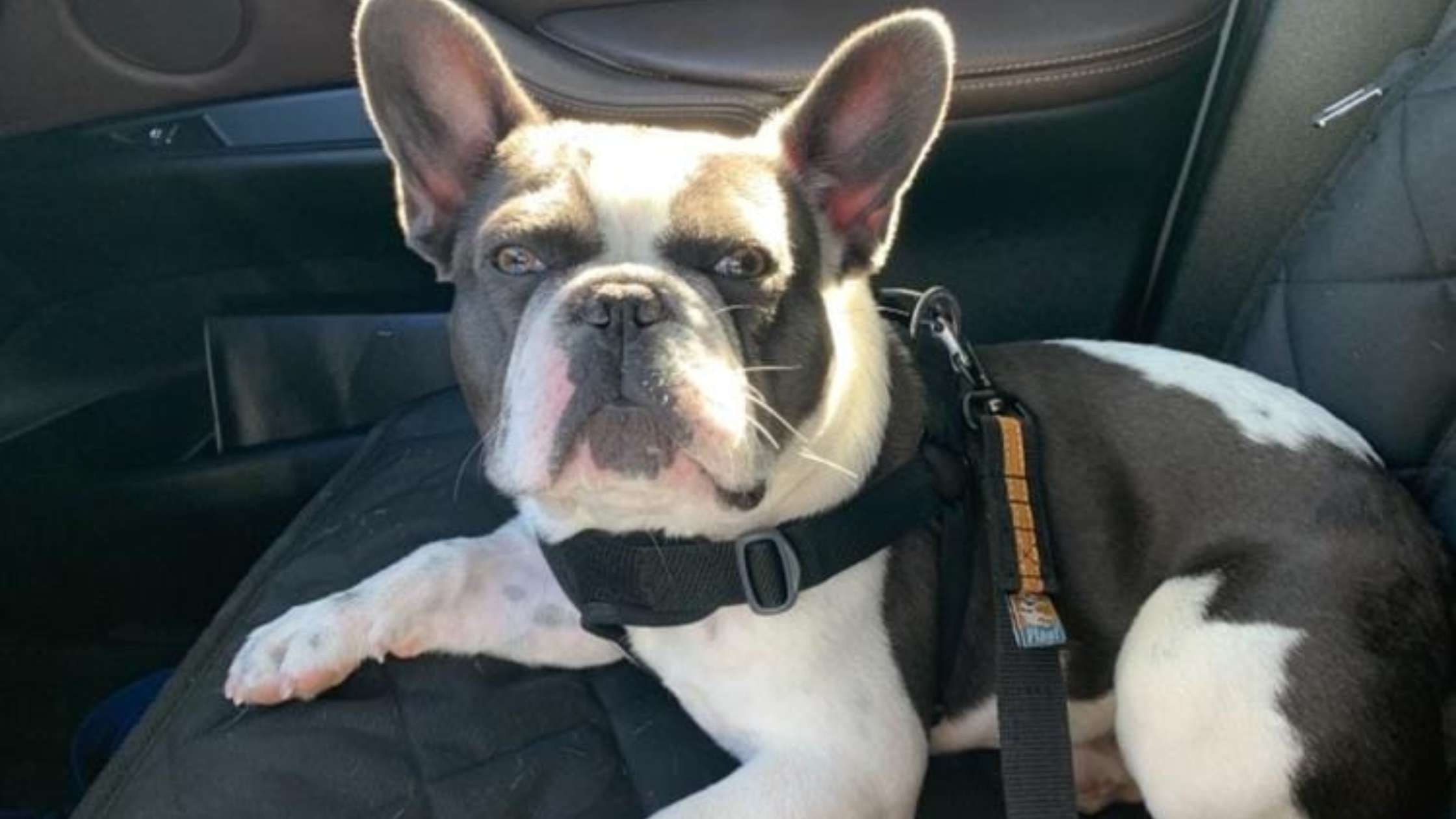 How to Wash Your Dog's Front Seat Cover: Expert Tips and Tricks