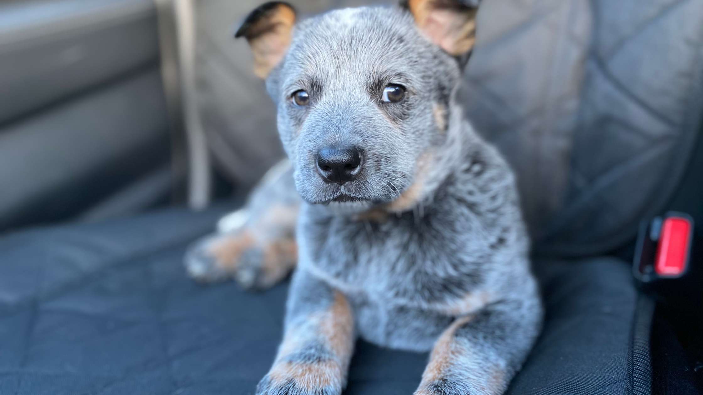 Essential Guide to Protecting Your Car's Interior with a Dog Seat Cover