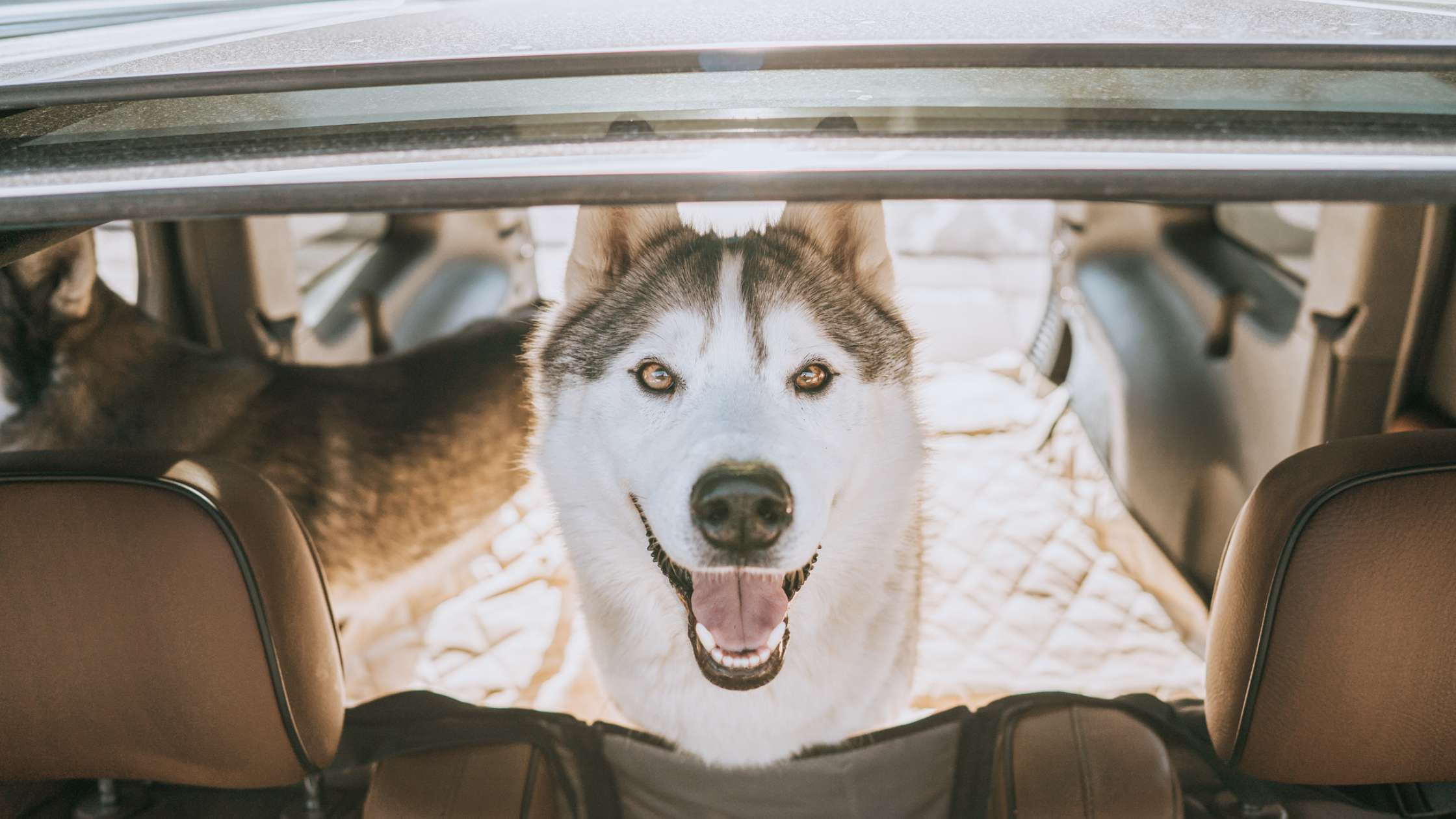 Image showcasing Top Cargo Liners for Protecting Your Vehicle During Pet Travel – 4Knines®