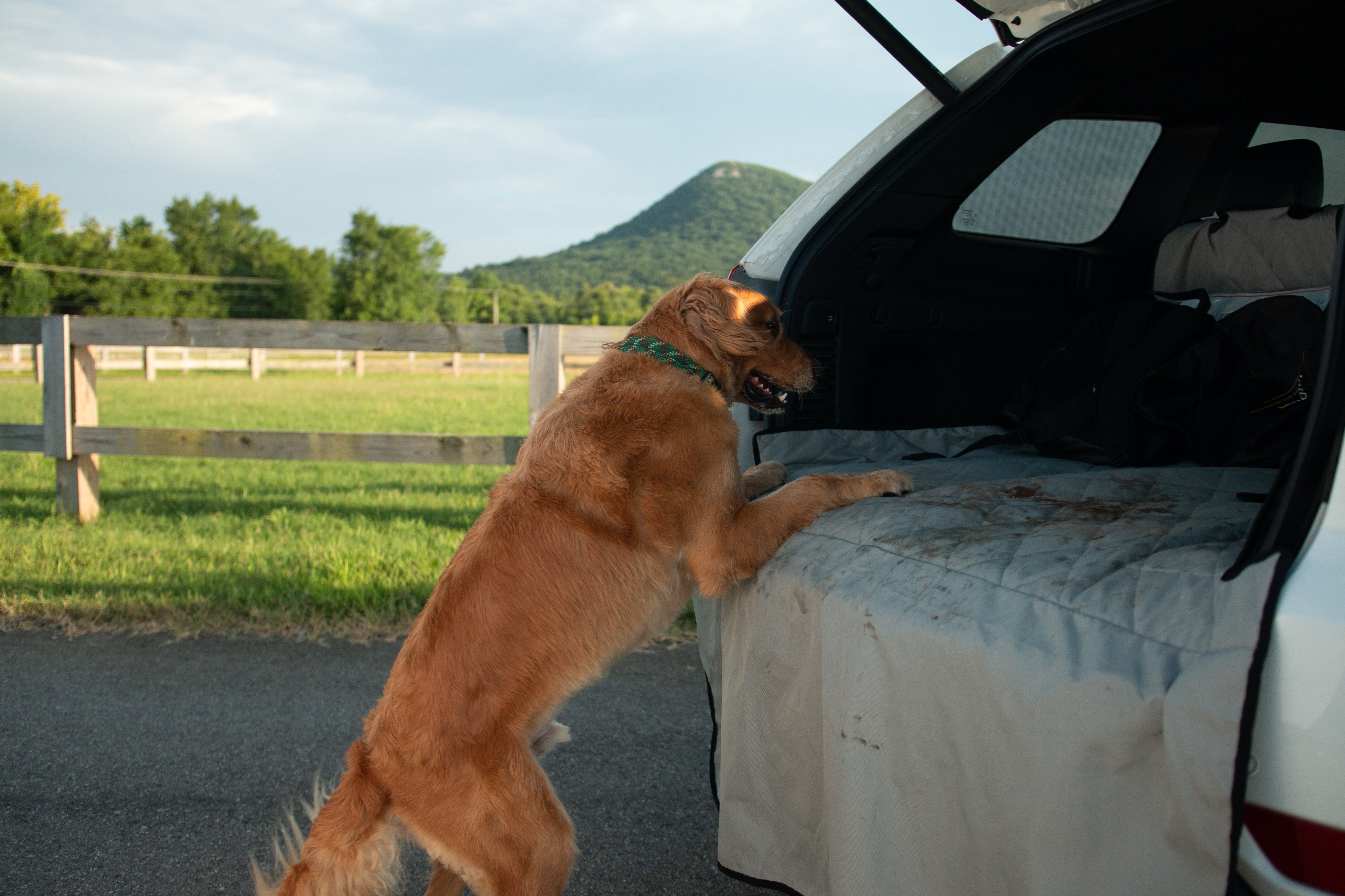 Image showcasing Choosing the Best Dog Seat Protector for Cars: A 4Knines Guide – 4Knines®