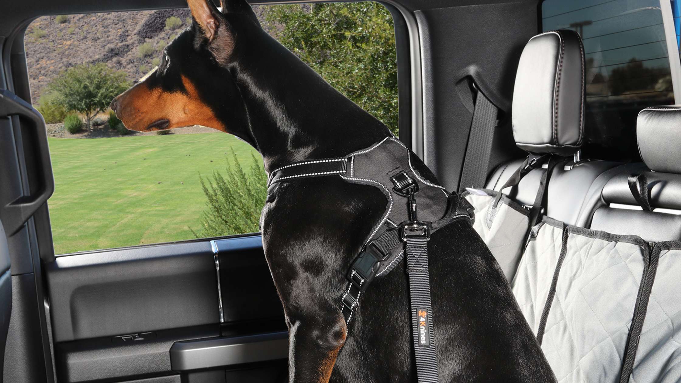Dog Travel Safety: Essential Car Restraints for Pet Protection