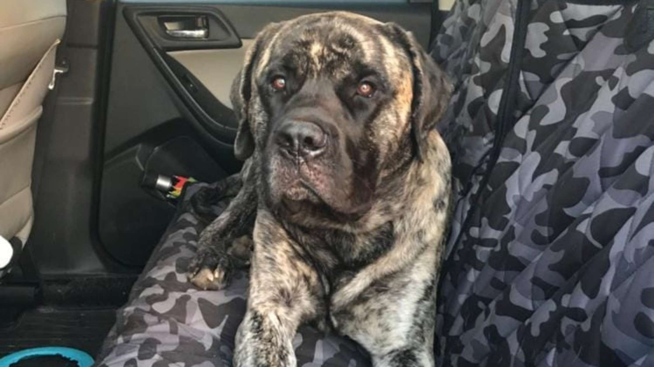 Which Type of Car Seat Cover Is Best? Durability, Waterproofing, and Comfort Compared