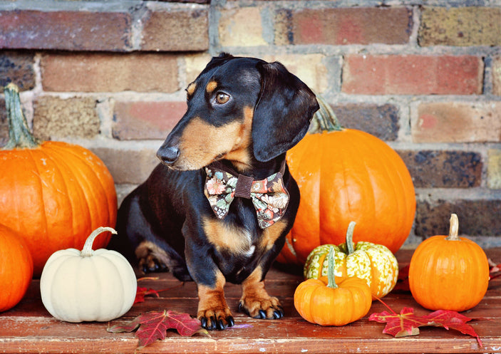 5 Health Benefits of Adding Pumpkin to Your Dog’s Diet