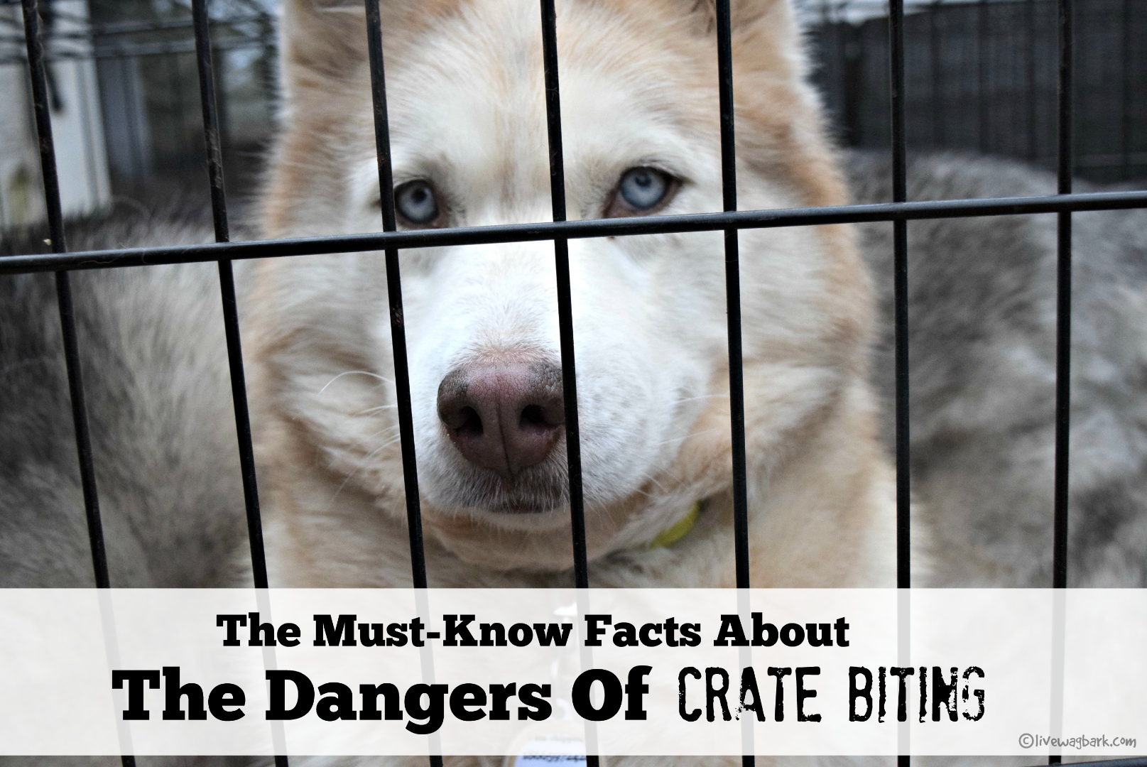 How to stop a dog from breaking sales out of crate