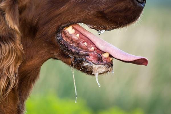 Should Dogs Lick Wounds? How Saliva & Licking Affect Healing Wounds