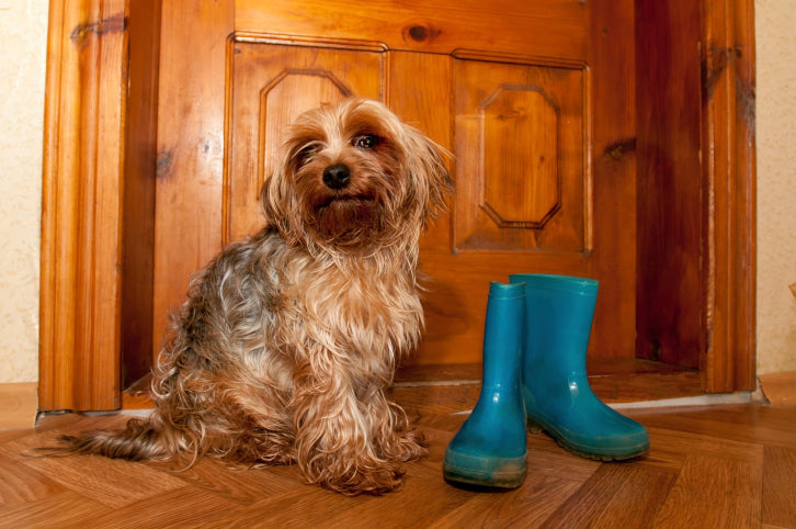 A Dozen Ways to Entertain Your Dog on a Rainy Day
