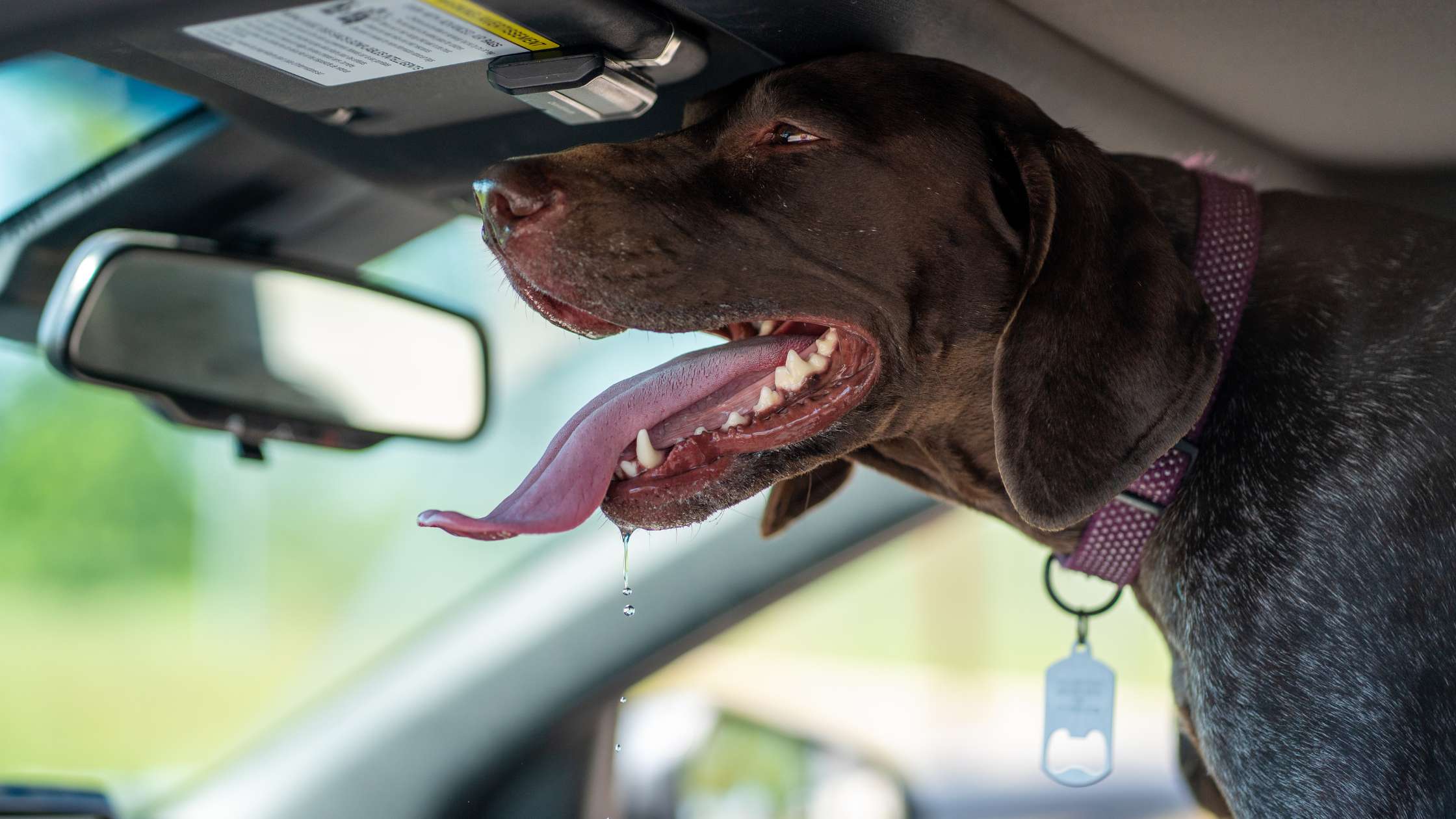 A Guide to Removing Dog Hair from Your Car's Headliner