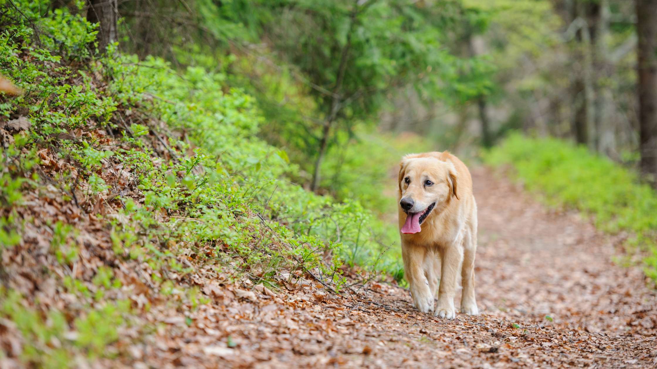 Can Dogs Get Heatstroke During Hikes? Key Safety Tips for Trail Adventures