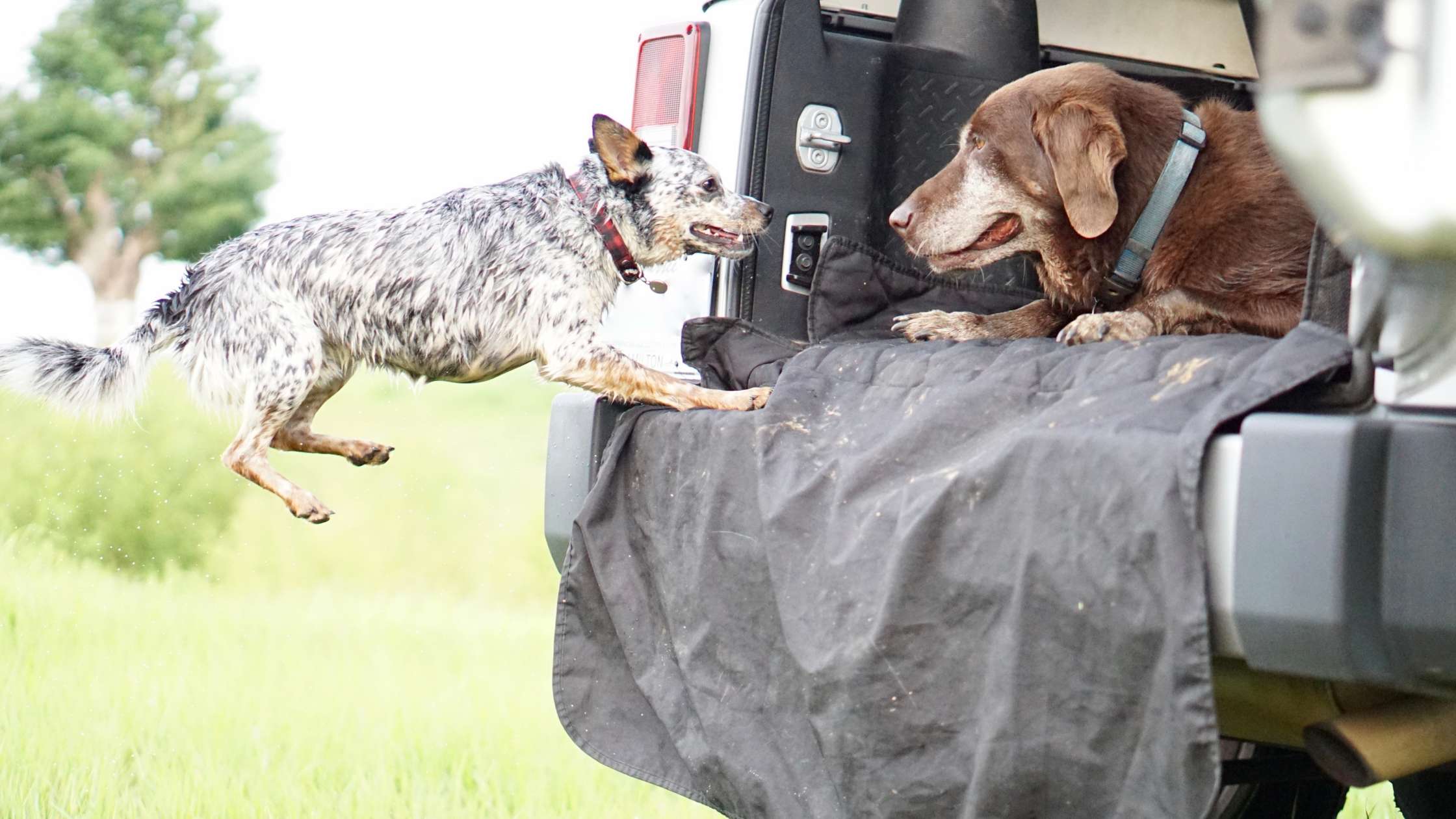 How Do Bumper Protectors Help With Dogs? Practical Benefits and Real Use