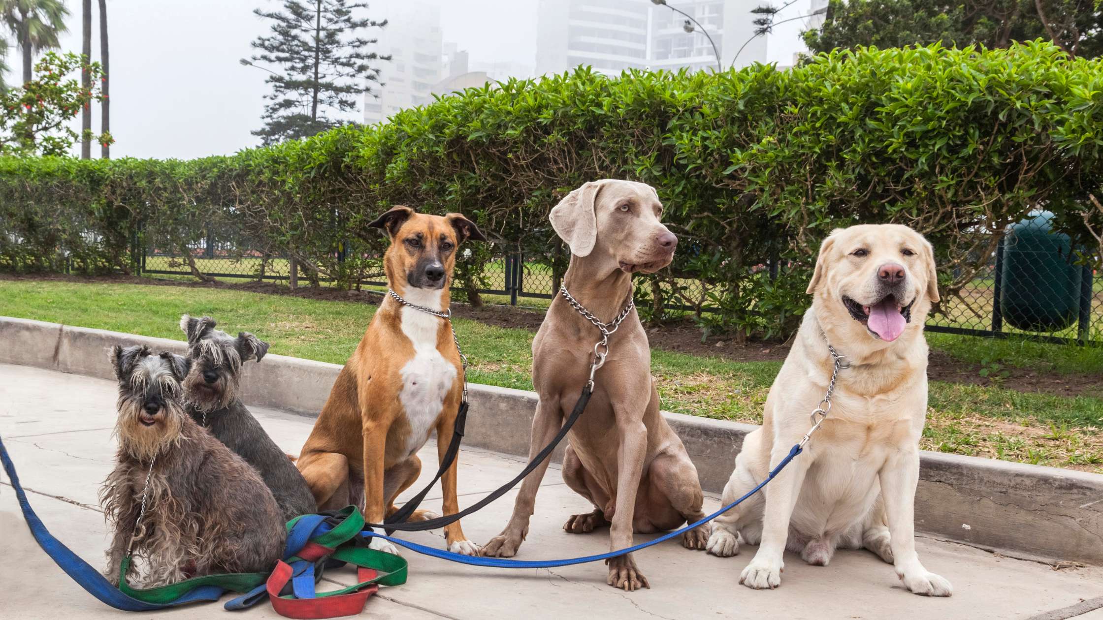 What Cities in the U.S. Are the Most Pet-Friendly? A Practical Guide for Pet Owners