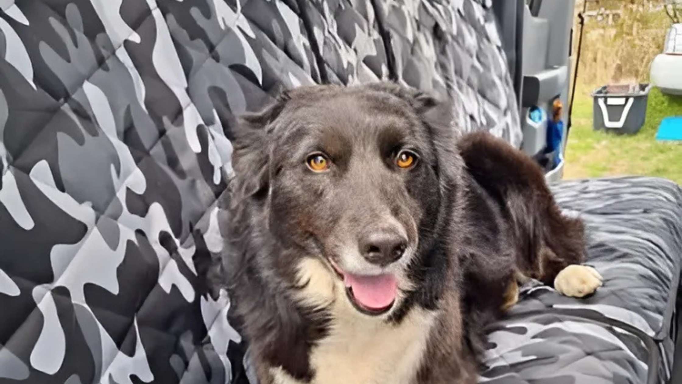 Keep Your Crew Cab Truck Clean: Essential Dog Seat Covers Guide