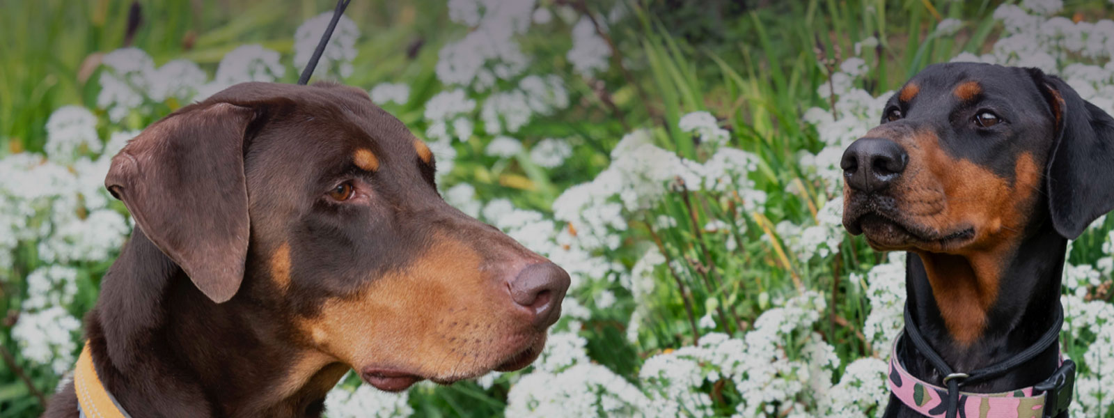 April 2025 Spotlight: Doberman Rescue Unlimited