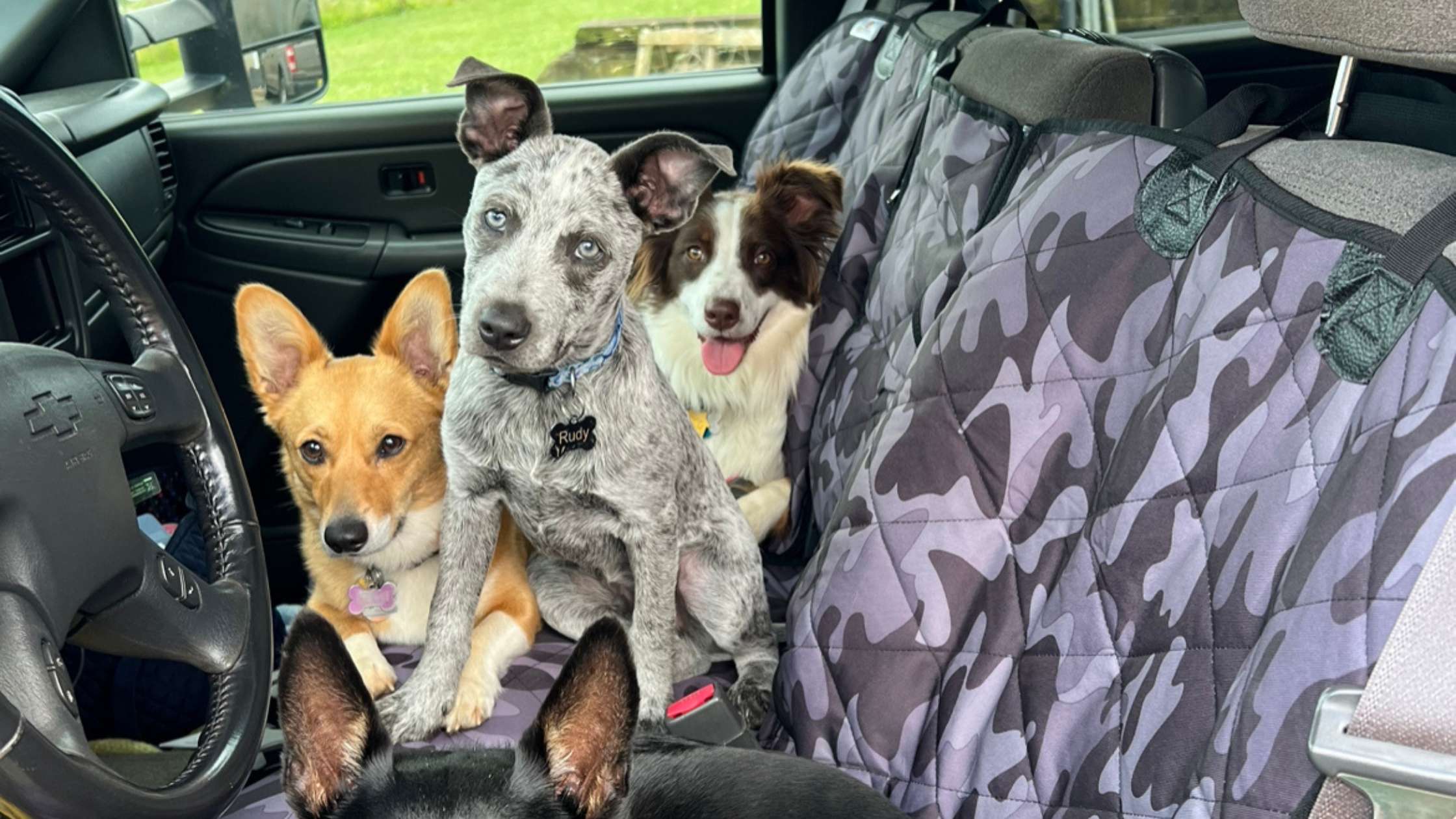 Ultimate Guide to Dog-Friendly Truck Seat Covers for Clean Travel