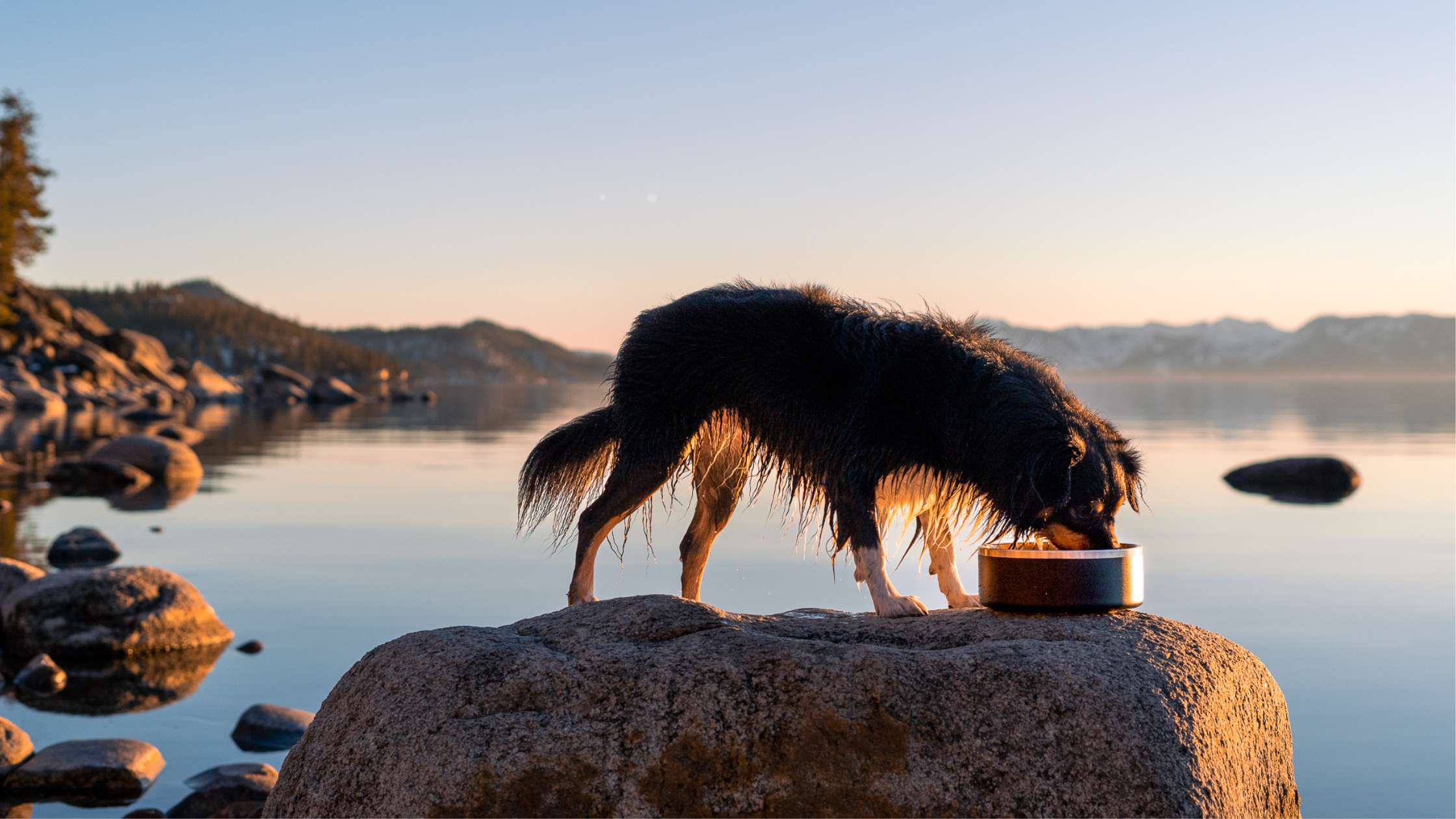 How Long of a Hike Is Too Long for a Dog? Guidelines Based on Breed and Age