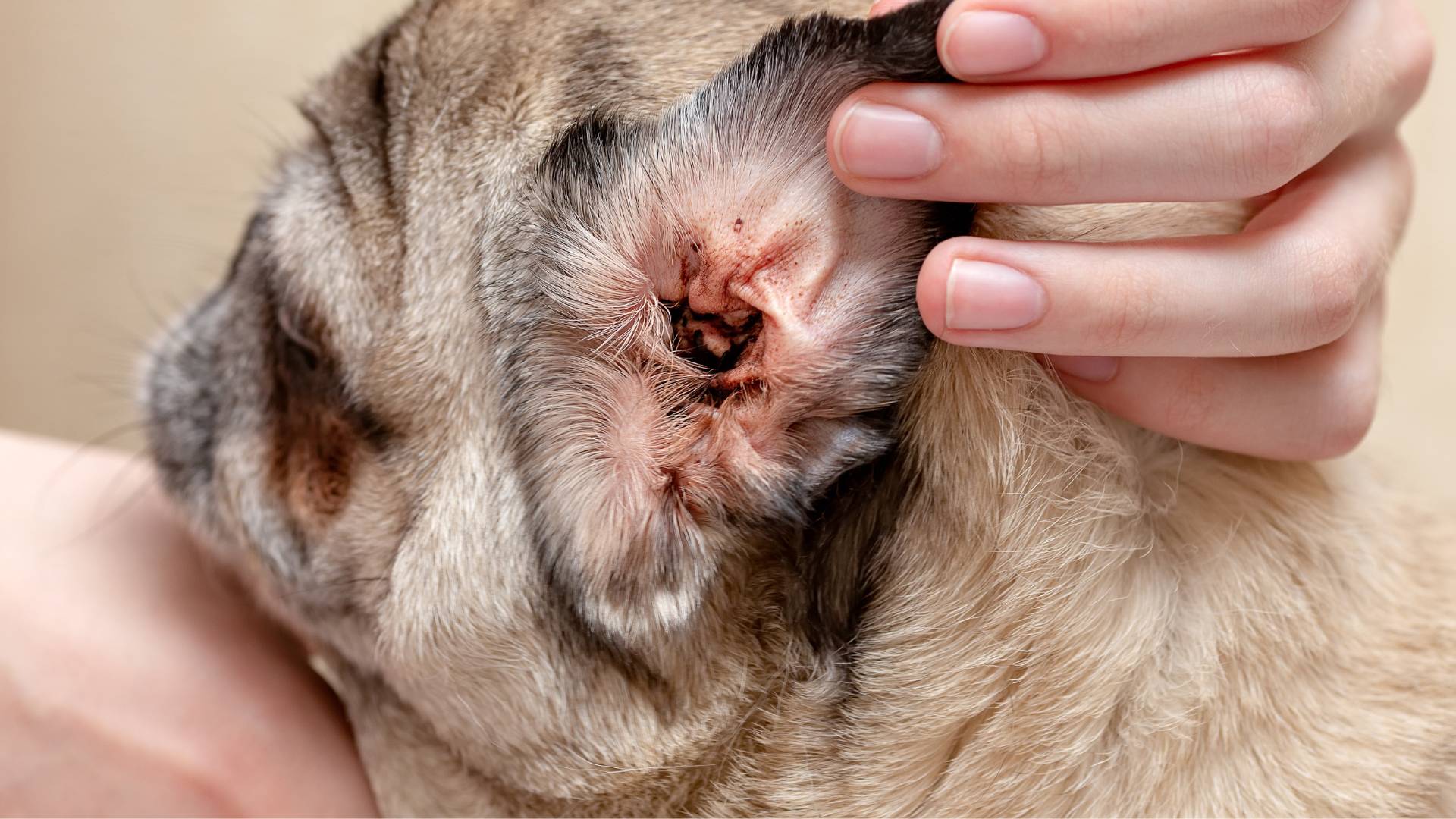 Ear Mites in Dogs (Treatment & Symptoms)