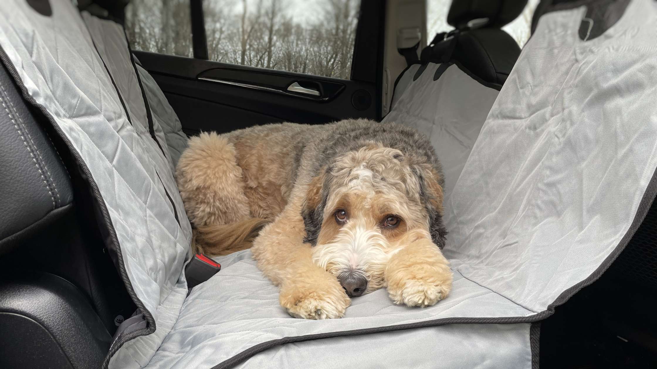 Safe Dog Travel: Benefits of Hammock-Style Seat Covers for Car Safety