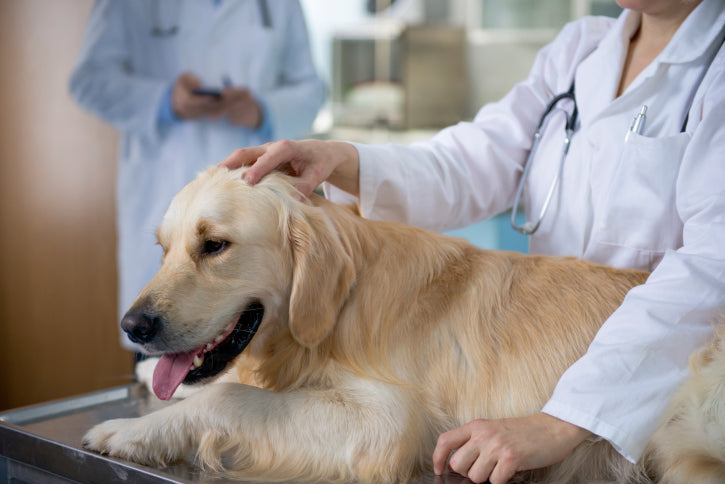 Holistic-Integrative Pet Care: The Wave of the Future