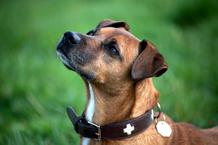 How to Give Your Dog Choices and Listen to What They Want