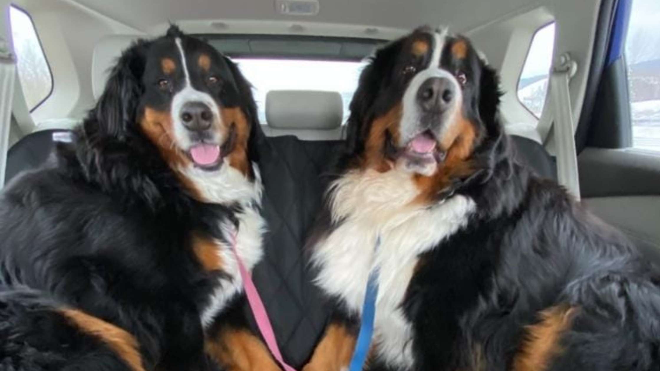 Rear Back Seat Cover: Types, Features, and Maintenance for Lasting Protection