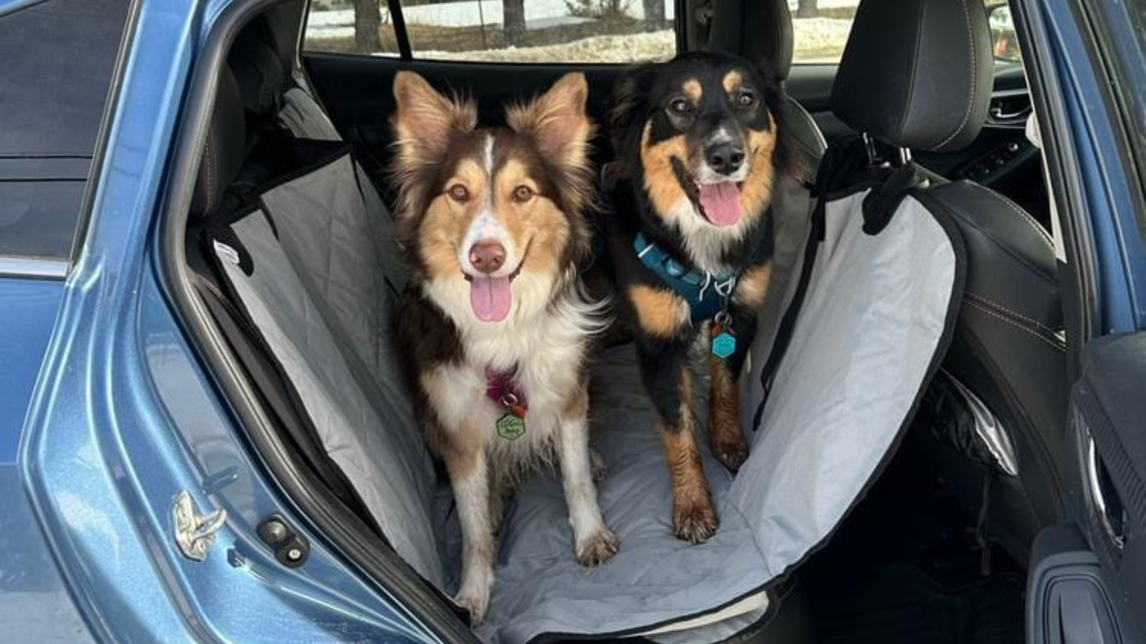 Pet Seat Cover for Car: Complete Guide to Protection, Comfort, and Cleaning