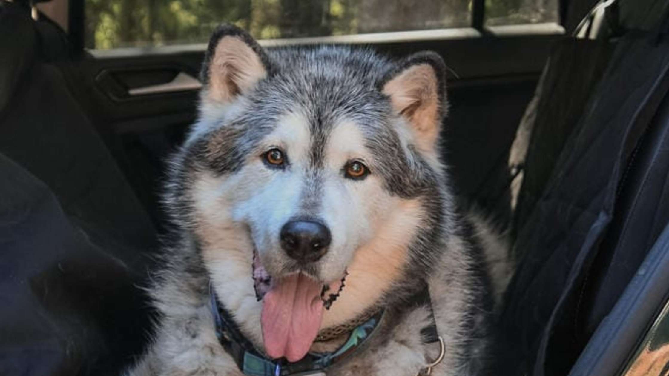 Protect Your Car Interior from Dog Hair with 4Knines Seat Covers