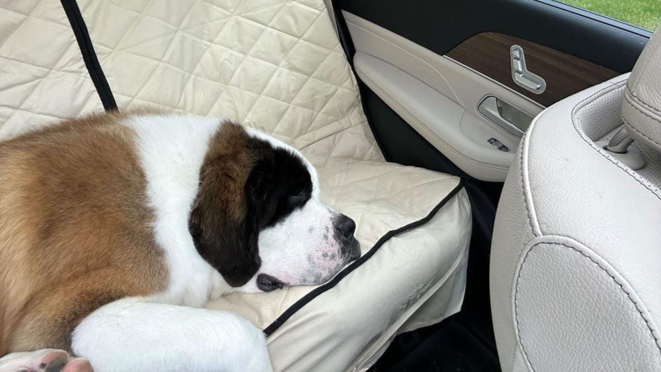 Durable Car Seat Covers for Large Dogs | Waterproof & Non-Slip Protection