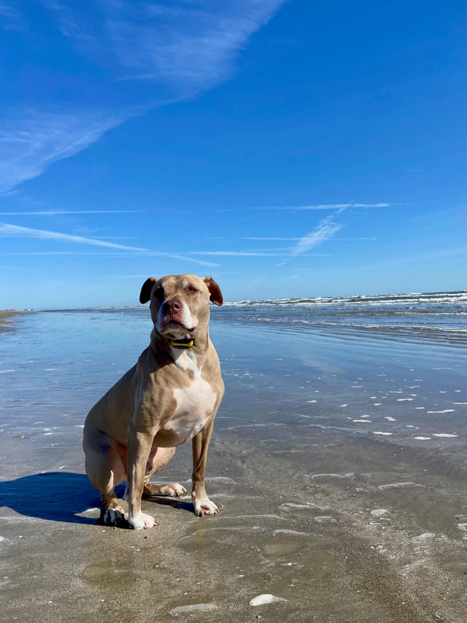 Canelo’s Backyard Adventure: A Day to Remember