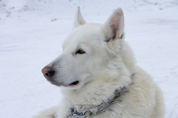 The Risks of Using Choke Chain or Prong Collars on Your Dog