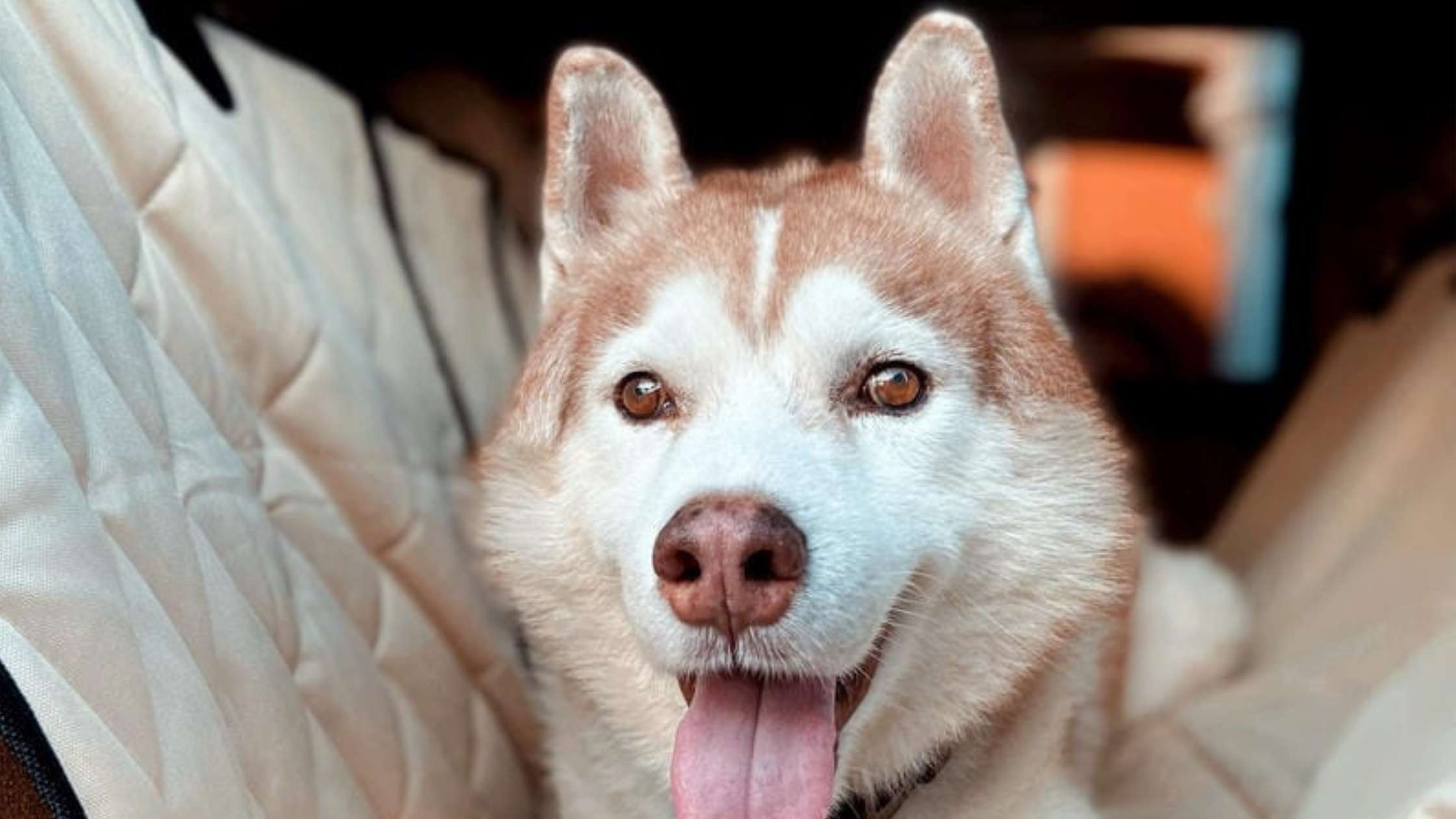 Ultimate Guide to Choose the Best Dog Seat Covers for Vehicle Protection