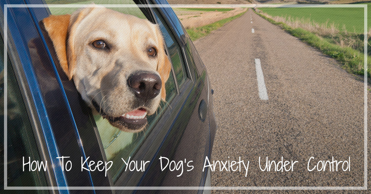 Car anxiety on sale in dogs treatment