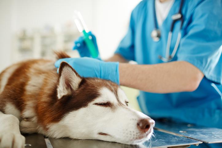 Prolotherapy 2024 in dogs