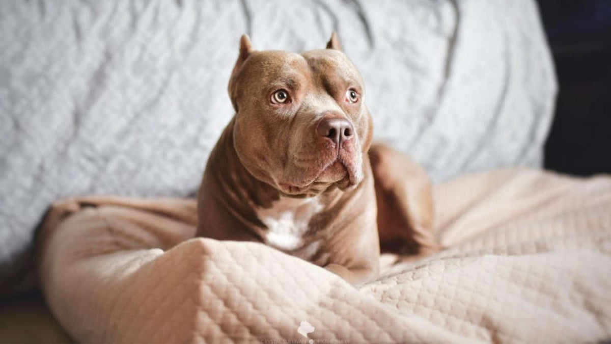 How to Get Your Dog to Sleep In Its Own Bed