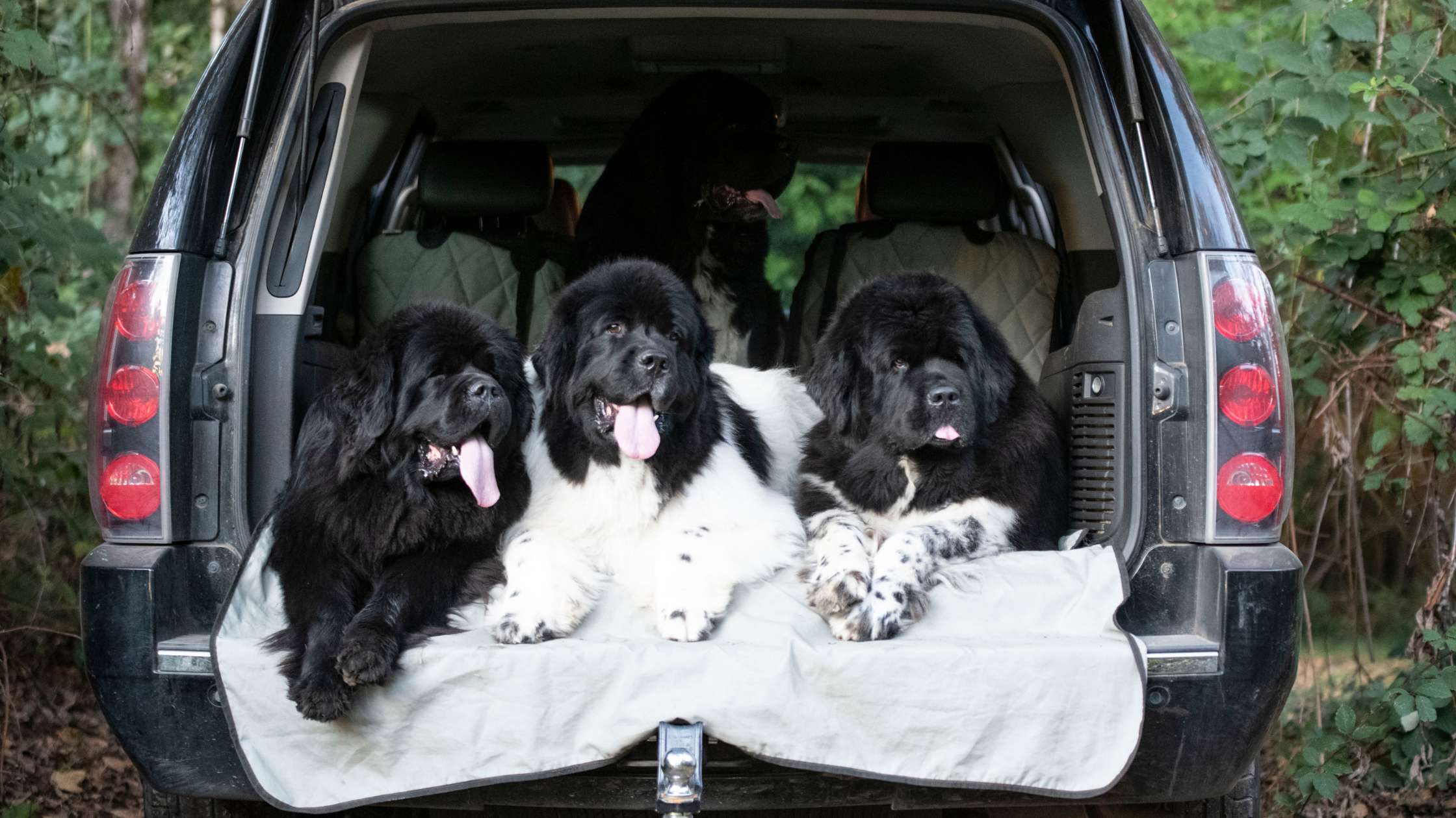 Best Dog Car Seat Protector for Large Dogs: Guide to Choosing Durable and Safe Covers