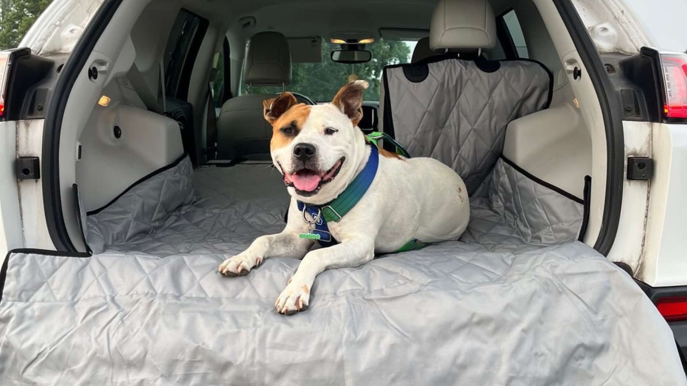 Auto Dog Seat Covers: The Best Options for Split Seats and SUVs