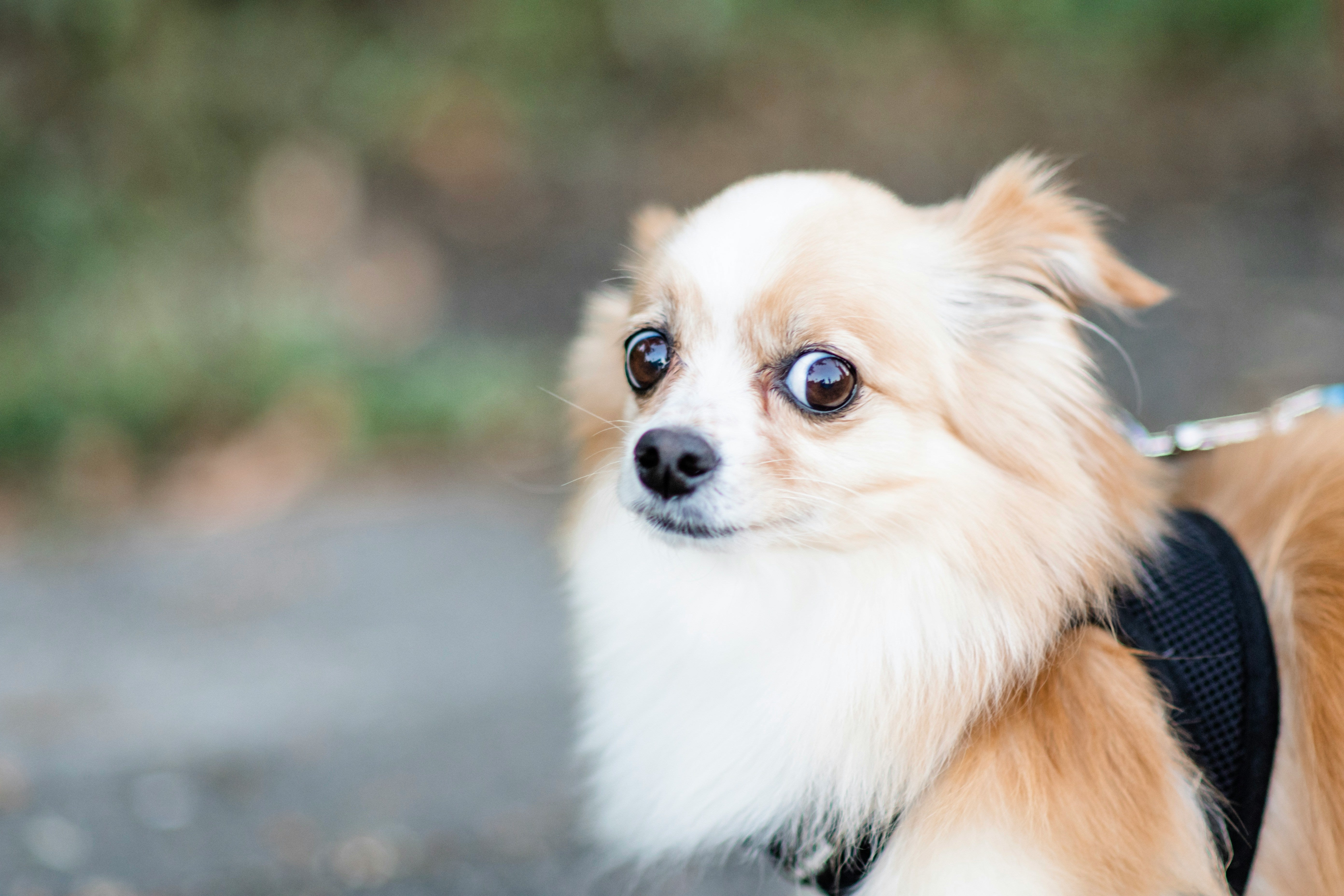 The World From Six Inches Up: Helping Your Small Dog Find Their Brave