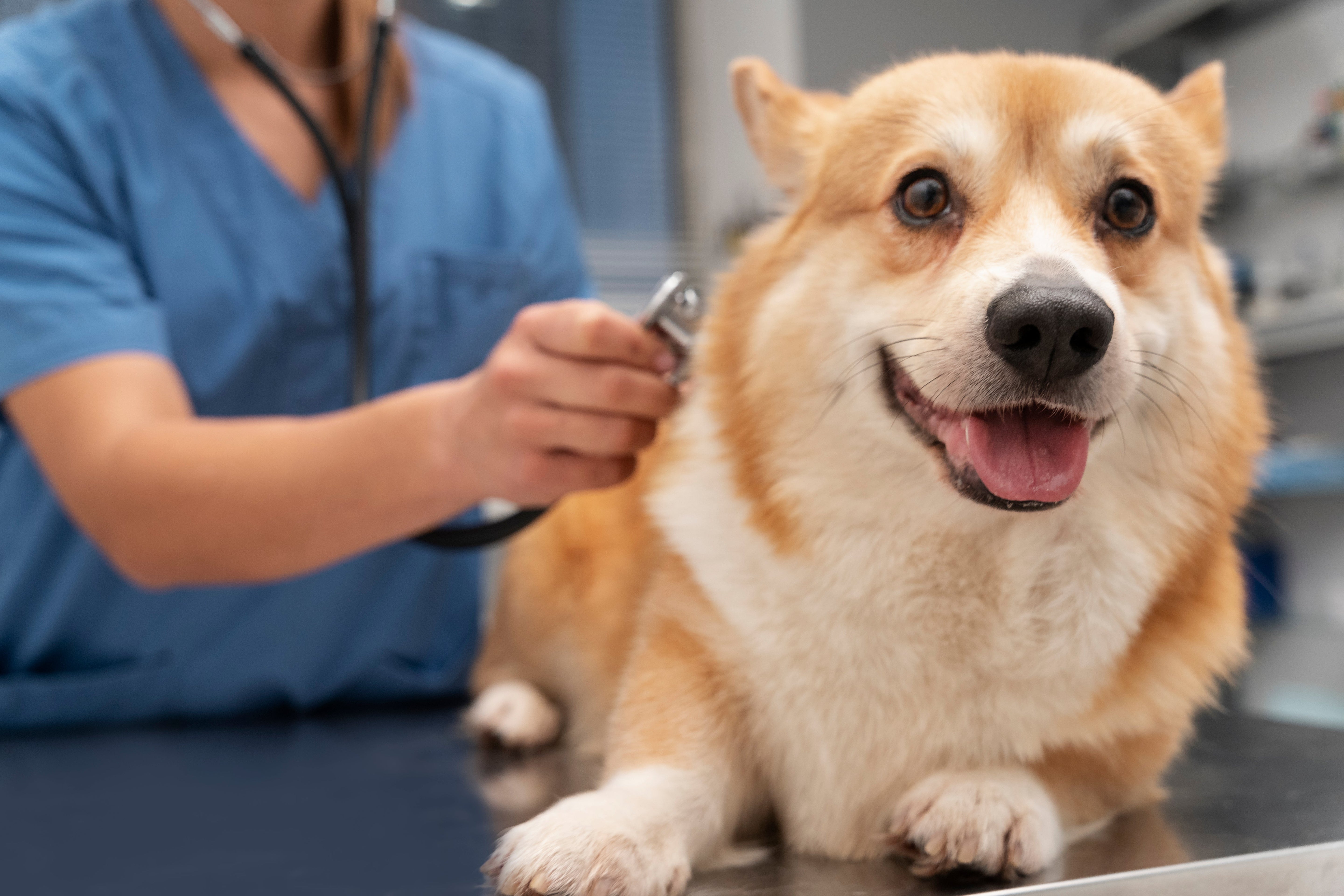 Health Checkups for Pets: It Starts with Preventive Measures