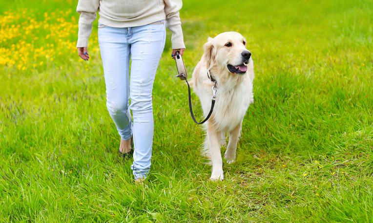 5 Tips for Polite Leash Walking Like a Pro