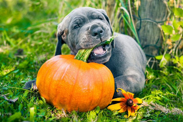 'Tis The Season: Learn Ways Pumpkin Can Benefit Our Dogs