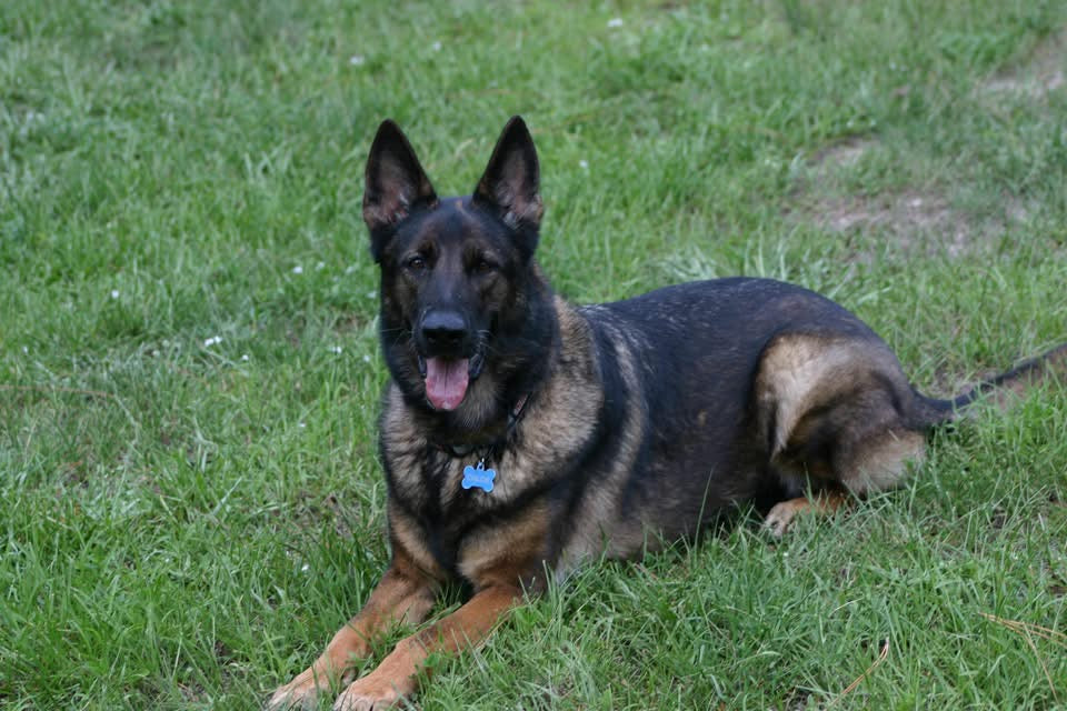 September 2026 Spotlight: Big Cypress German Shepherd Rescue