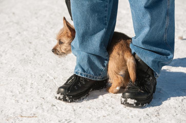 How to Socialize an Anxious Dog