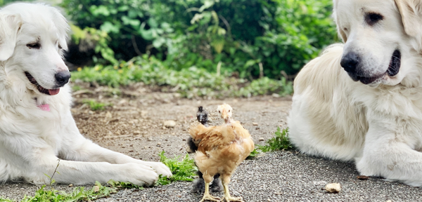 October 2022 Charity Spotlight: Great Pyrenees Rescue Society